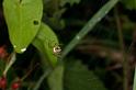 Mangora_acalypha_D4958_Z_87_Les Gris_Frankrijk